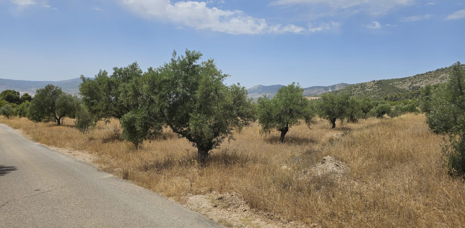 Parcela de 10.450M2 en Onil