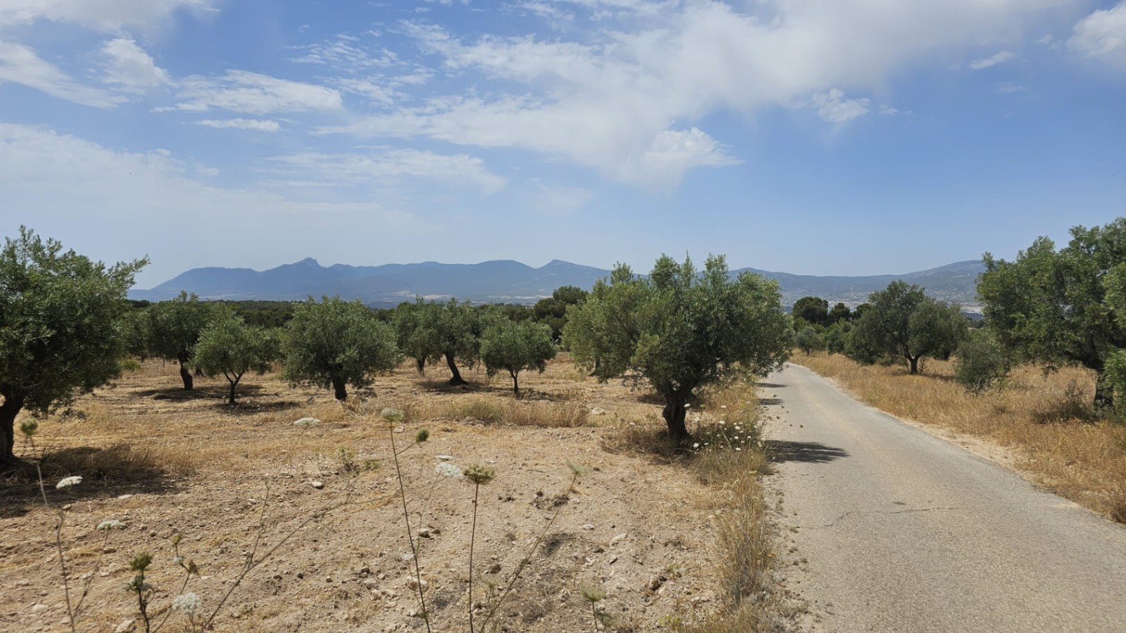 Parcela de 10.450M2 en Onil