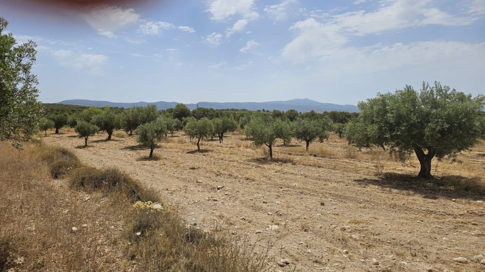 Parcela de 10.450M2 en Onil