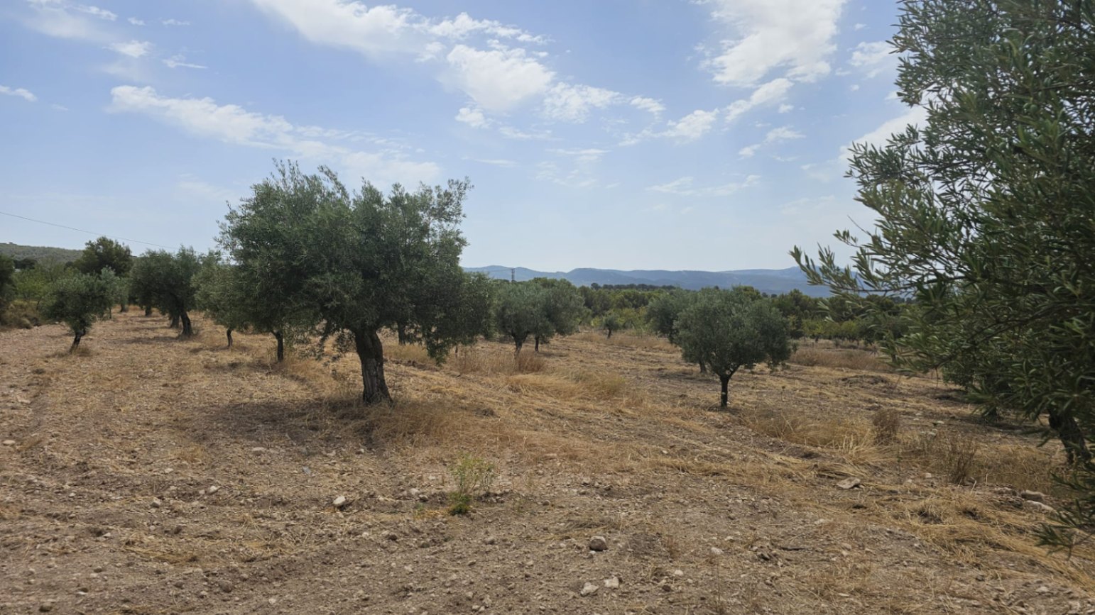 Parcela de 10.450M2 en Onil