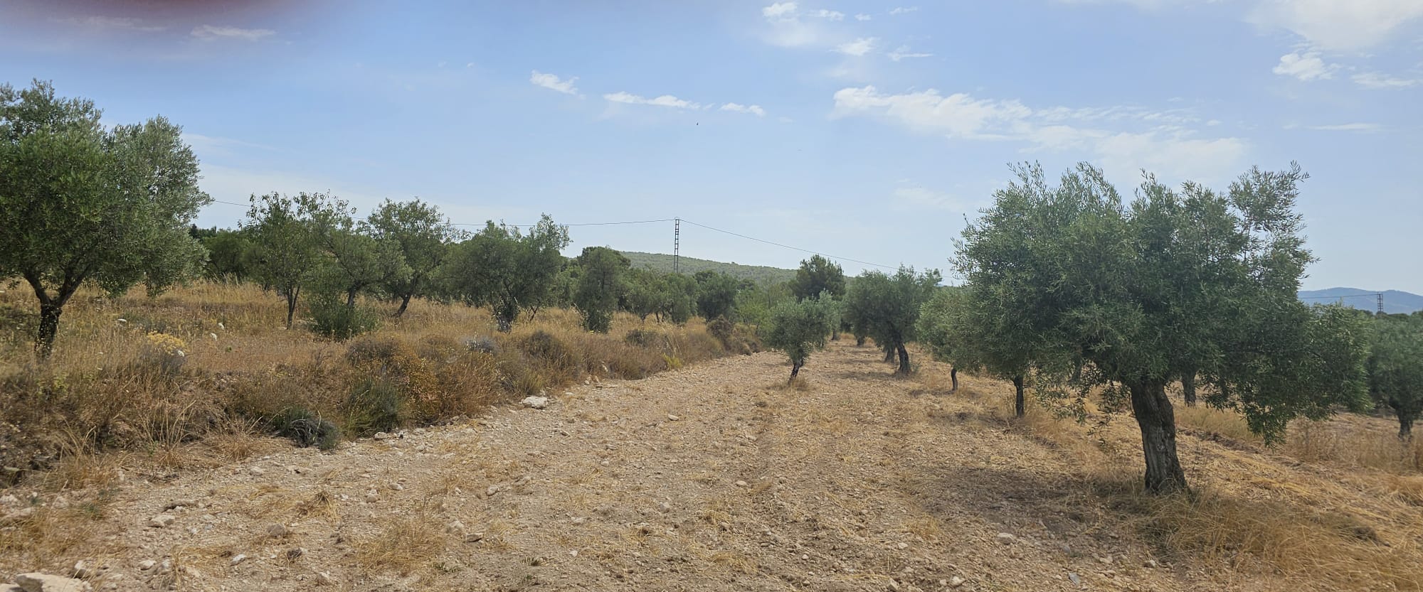 Parcela de 10.450M2 en Onil