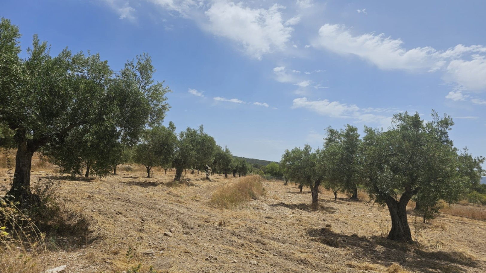 Parcela de 10.450M2 en Onil