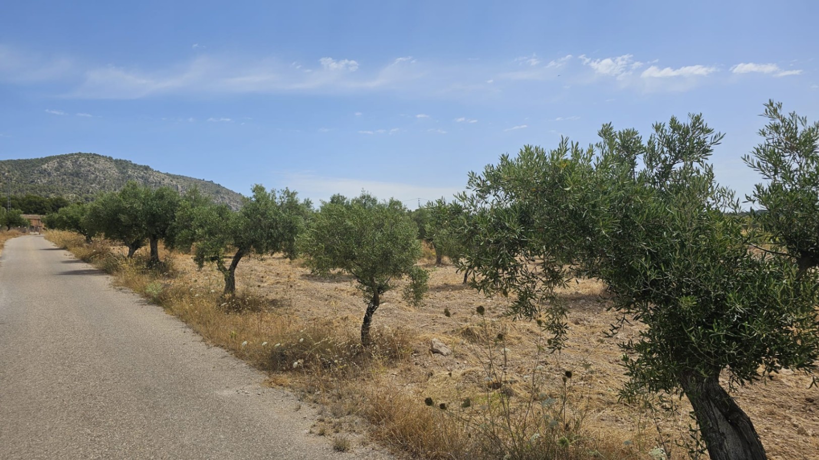 Parcela de 10.450M2 en Onil